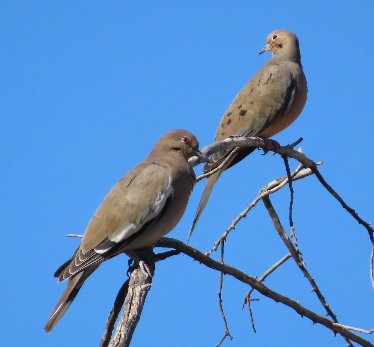 White-winged Dove - Dave Hawksworth