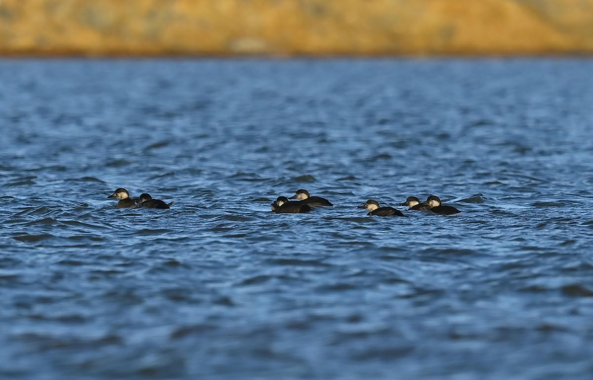 Black Scoter - Raymond Ladurantaye