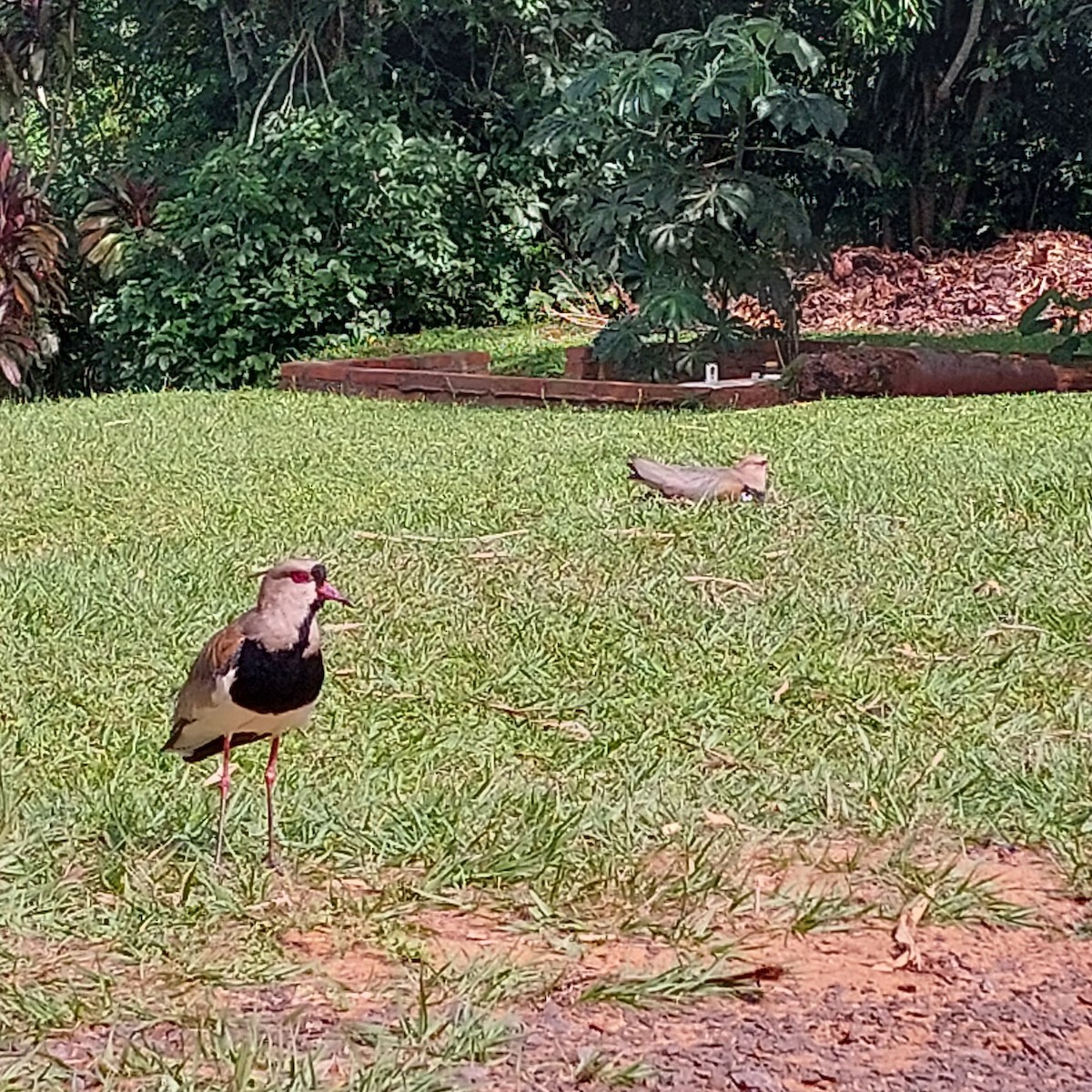 Southern Lapwing - ML610261907