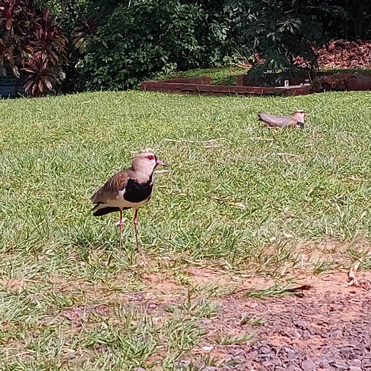 Southern Lapwing - ML610261908