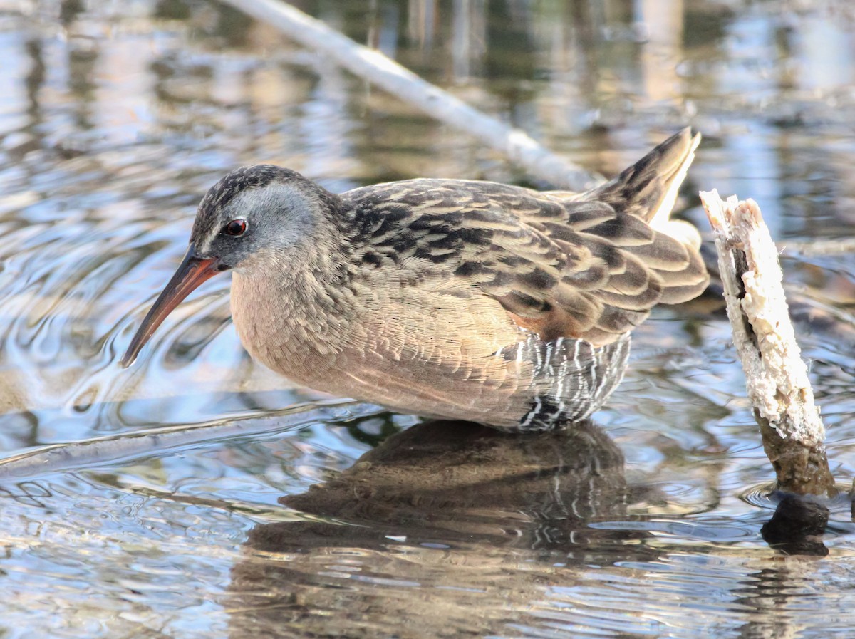 Virginia Rail - ML610261988