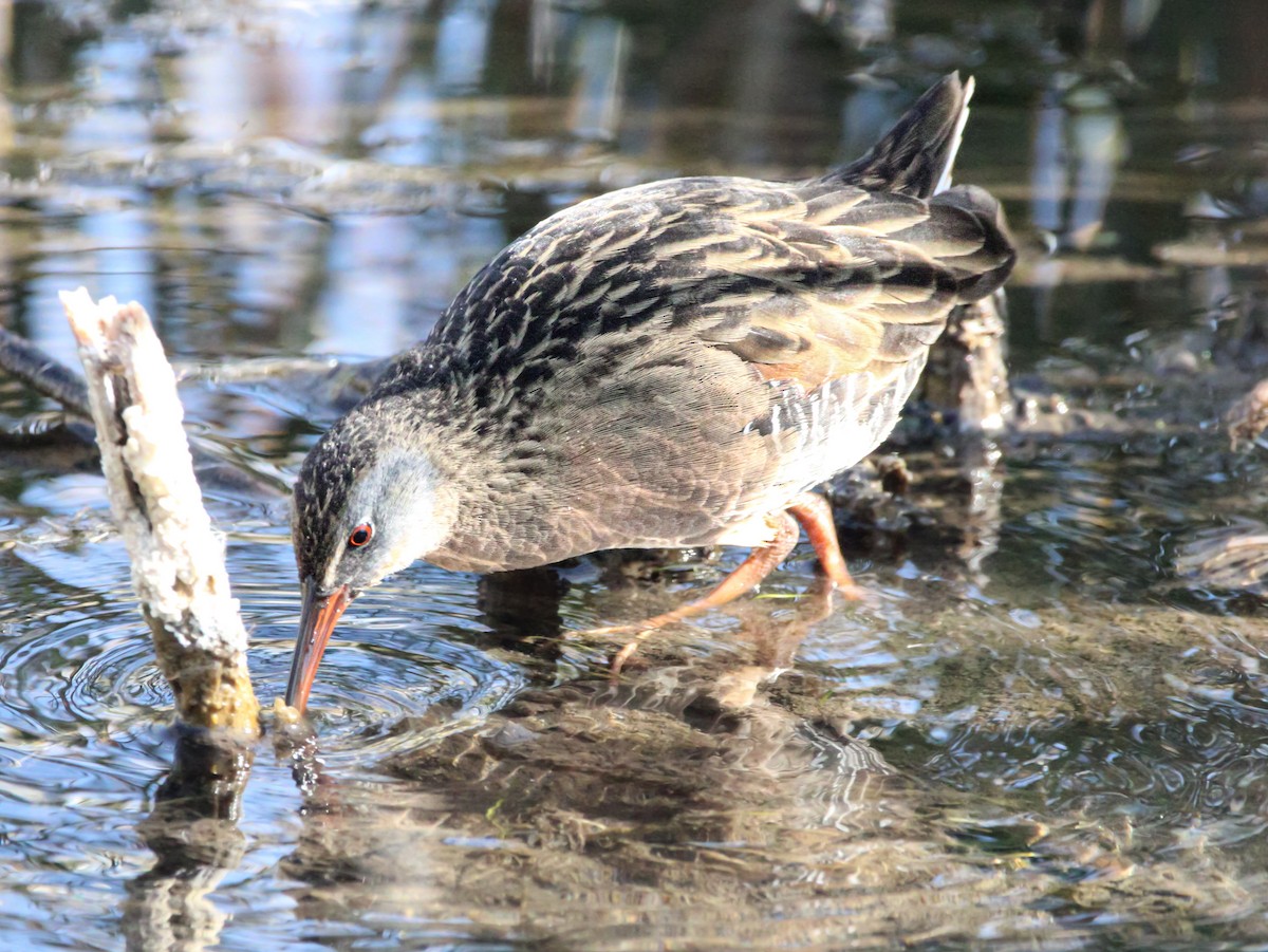 Virginia Rail - ML610261989