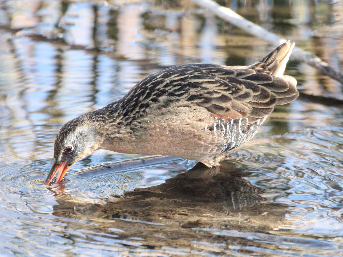 Virginia Rail - ML610261991