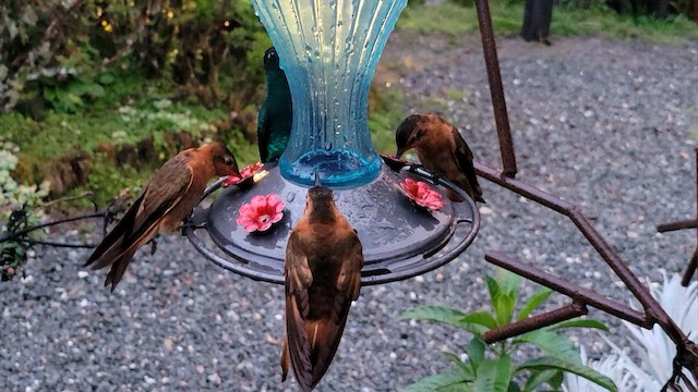 kolibřík duhovohřbetý - ML610262004