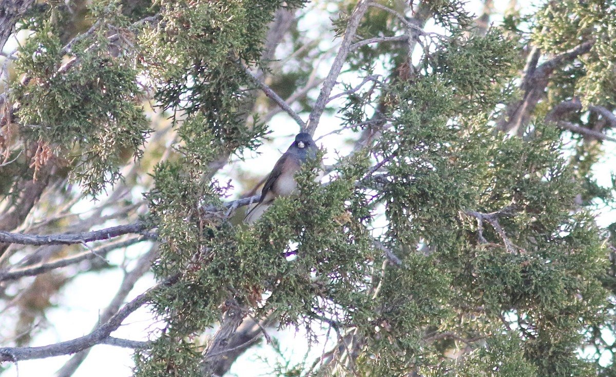 Dark-eyed Junco (Pink-sided) - ML610262038