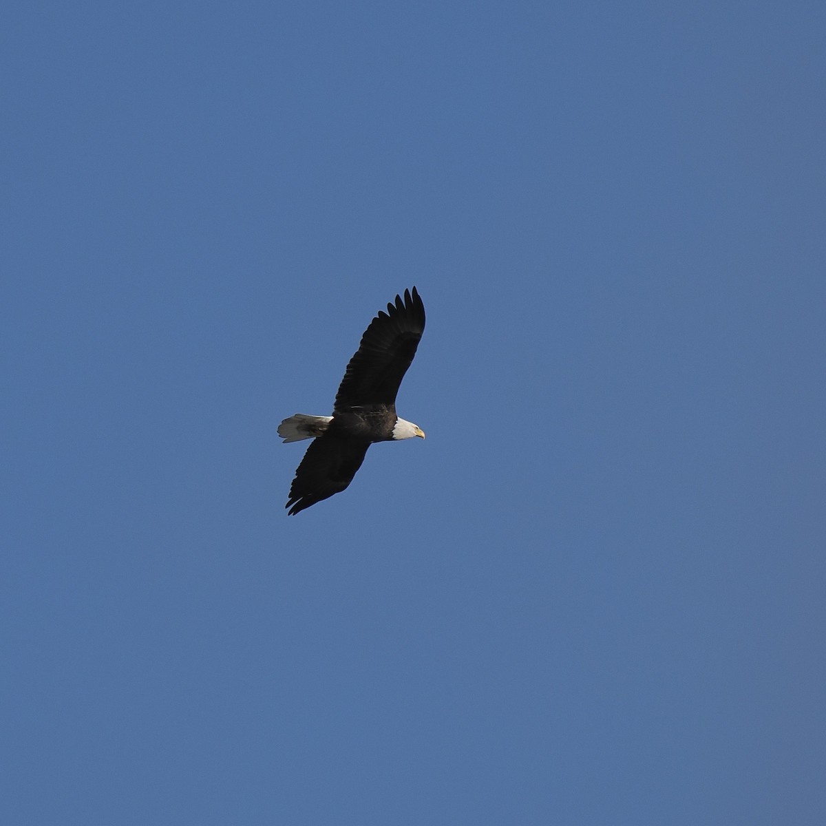 Bald Eagle - ML610262052