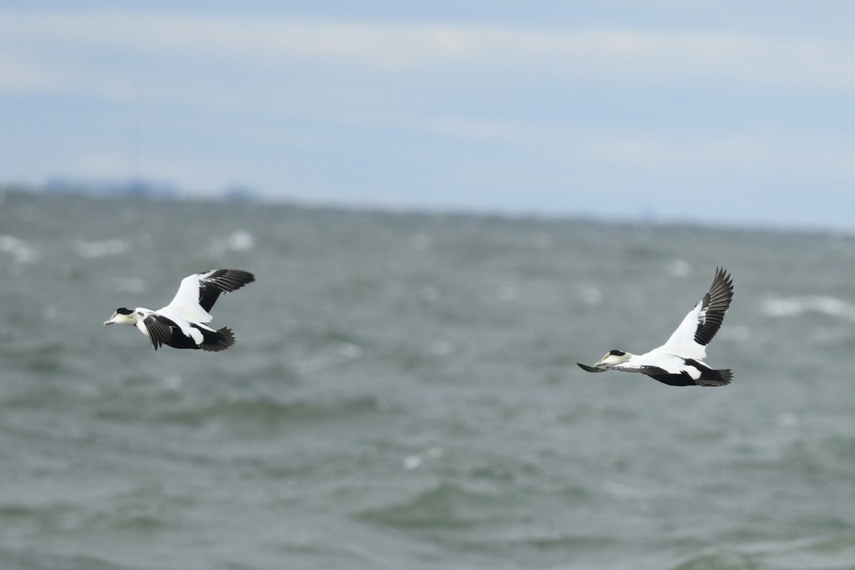 Common Eider (Dresser's) - ML610262103