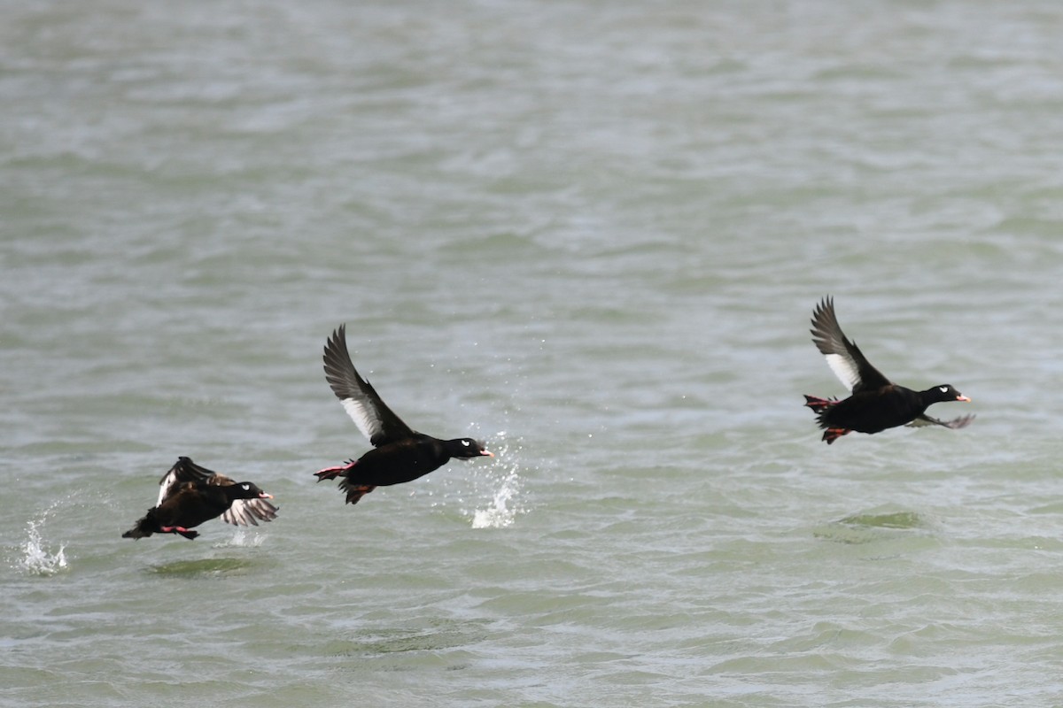 White-winged Scoter - ML610262119