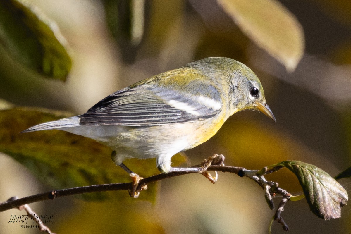 Northern Parula - ML610262126