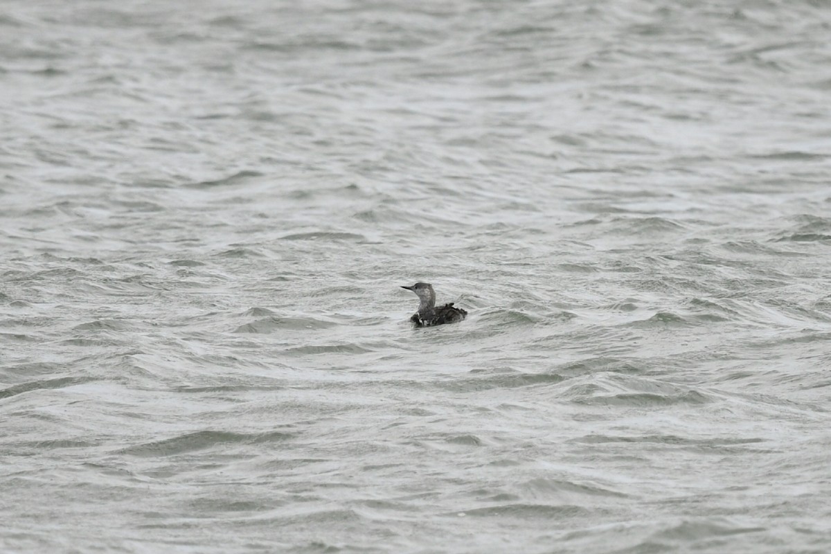 Red-throated Loon - ML610262163