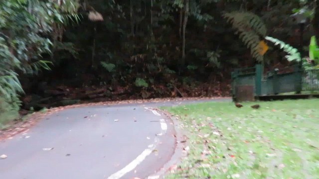 Борнейская лесная куропатка - ML610262178