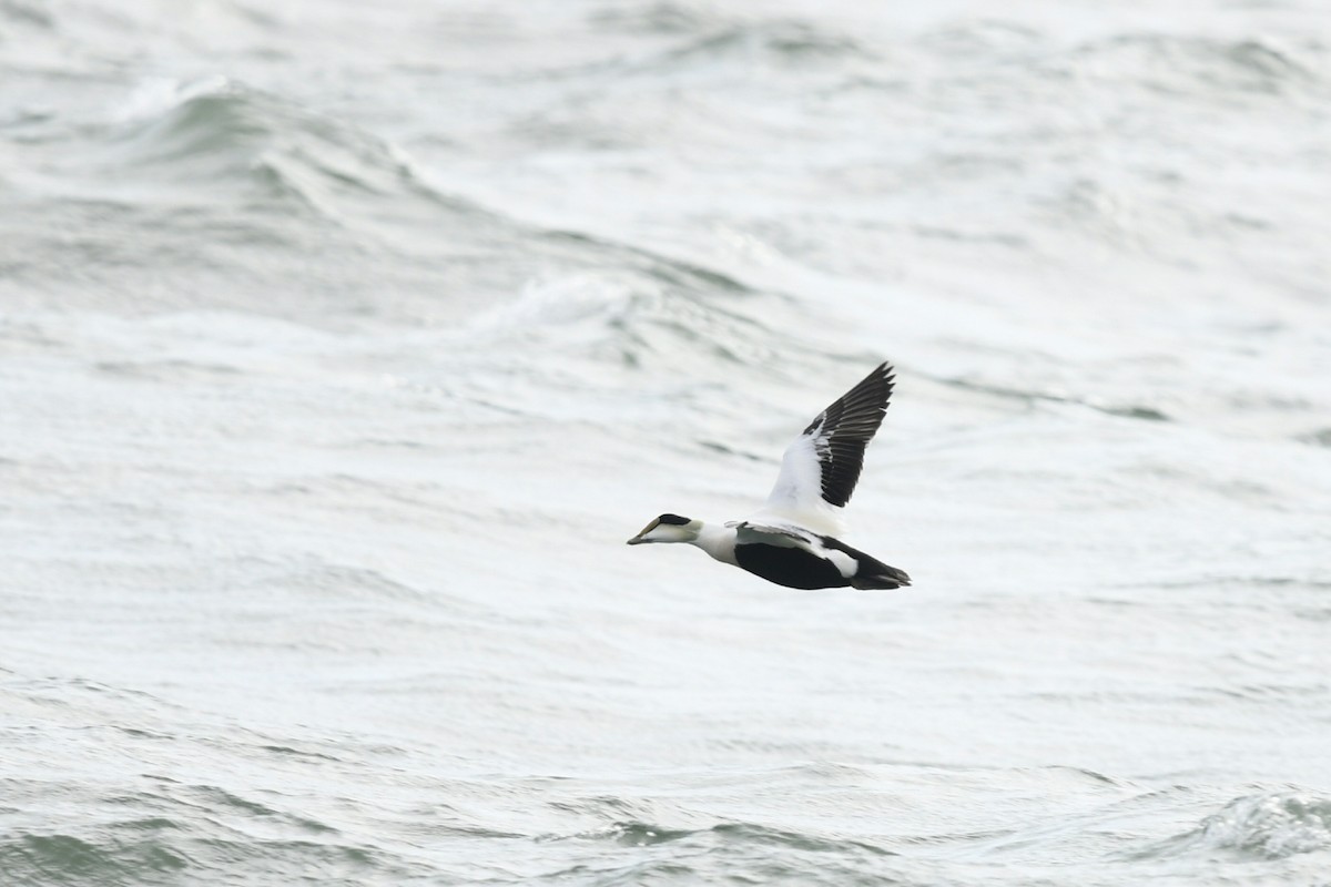 Common Eider (Dresser's) - ML610262188