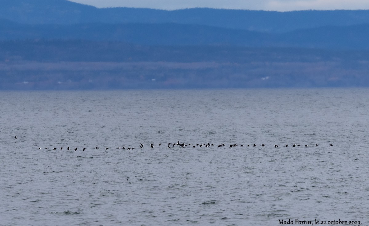 Long-tailed Duck - ML610262283