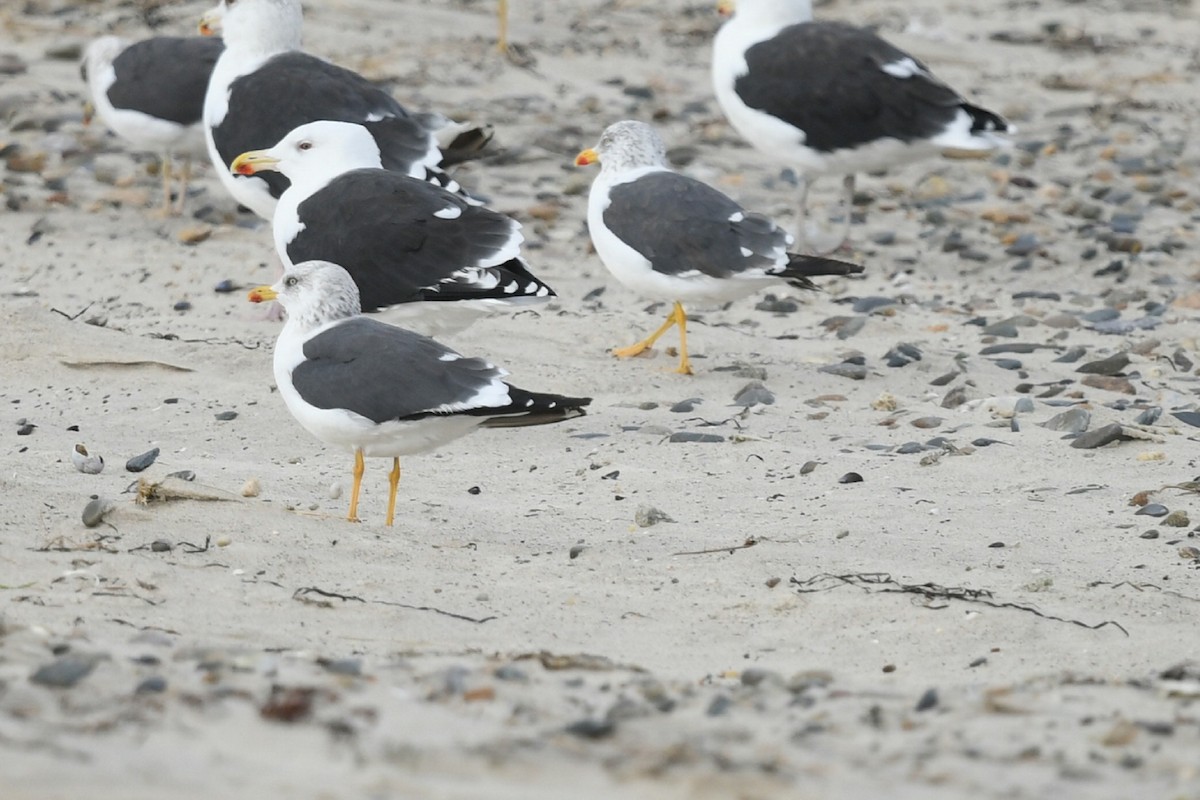 Lesser Black-backed Gull - Sze On Ng (Aaron)