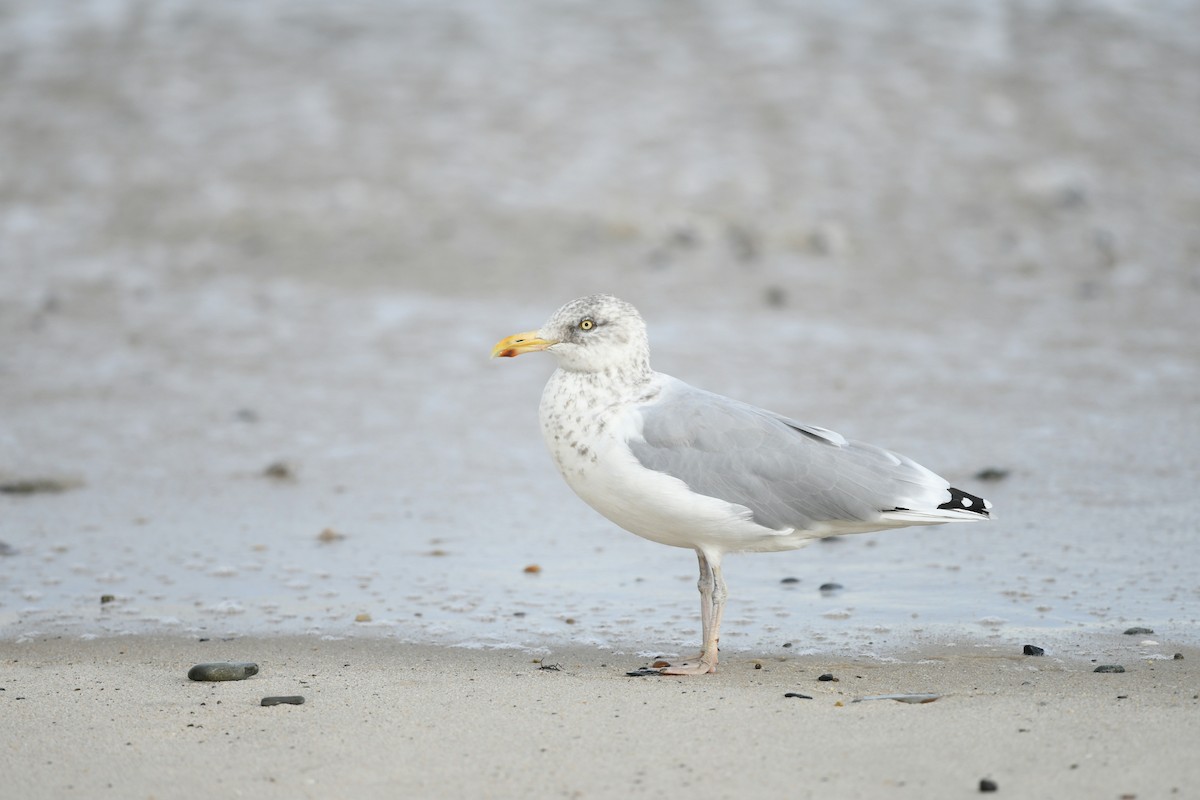 Herring Gull - ML610262292