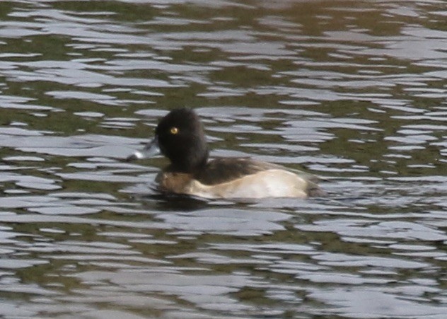 Ring-necked Duck - Steve Rovell