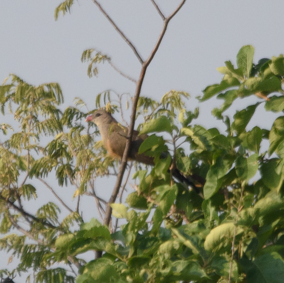 Sirkeer Malkoha - ML610262341