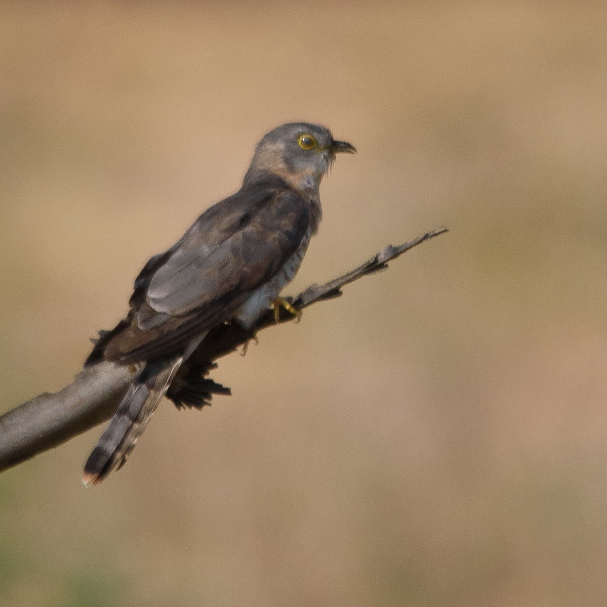 Common Hawk-Cuckoo - ML610262349