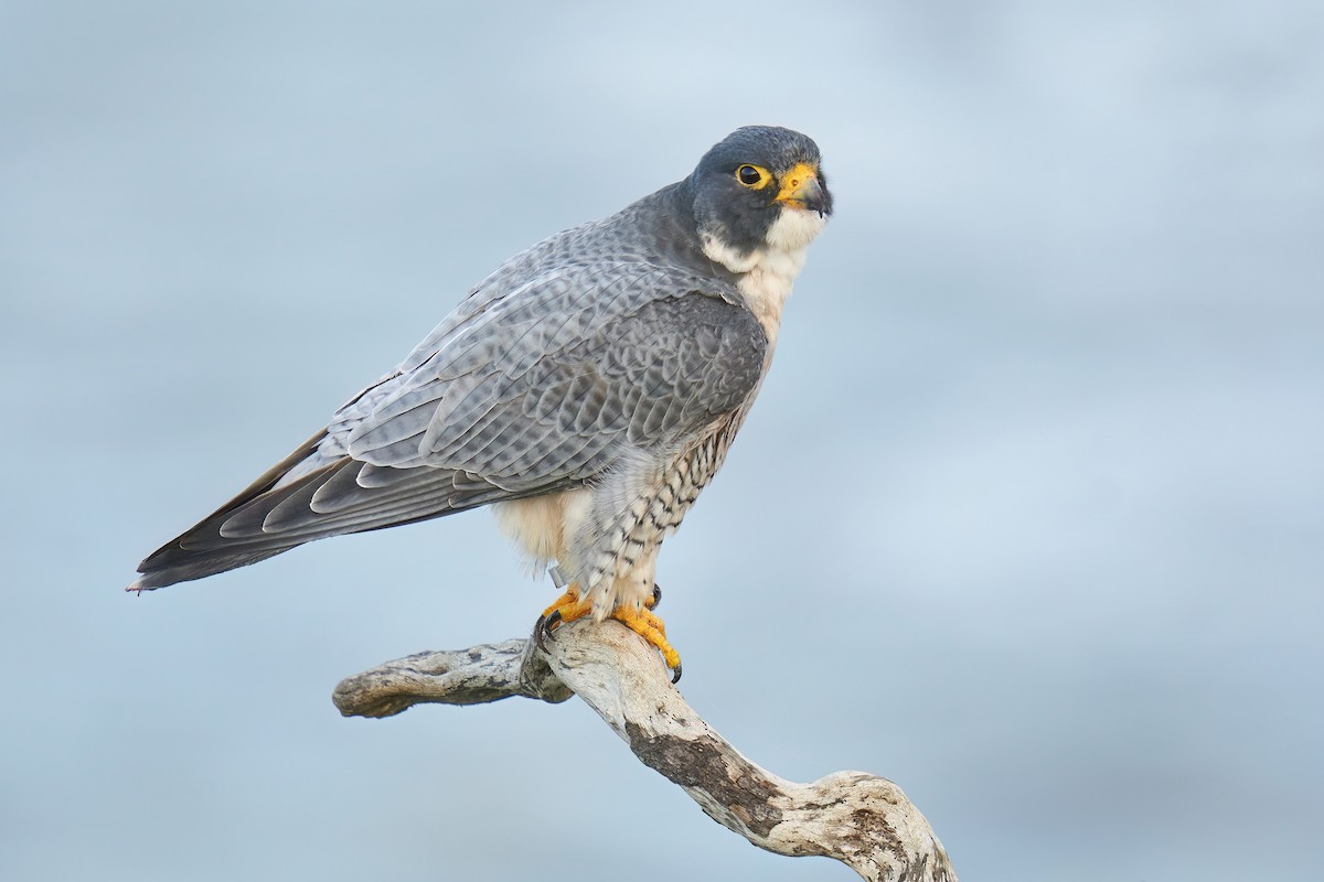 Peregrine Falcon - ML610262358