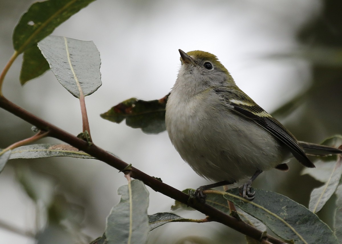 Chestnut-sided Warbler - Steve Rovell