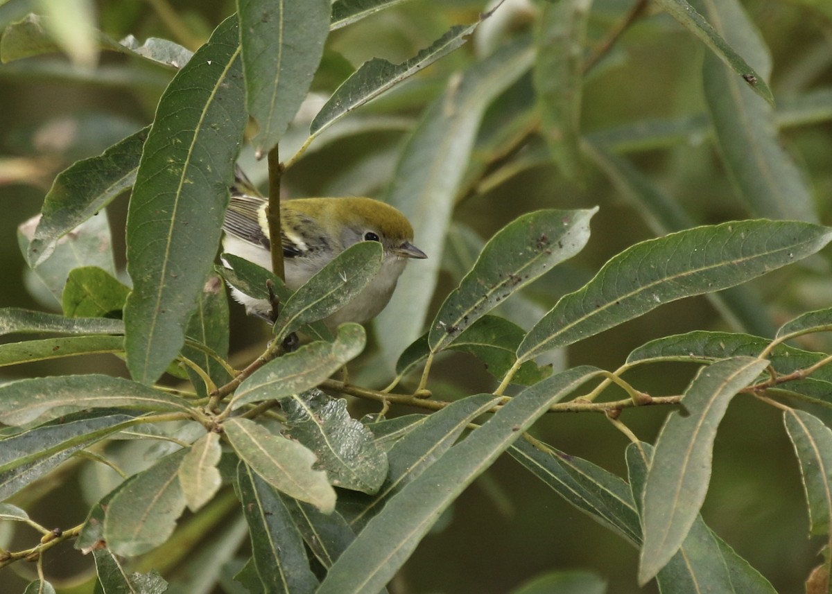 Chestnut-sided Warbler - ML610262369