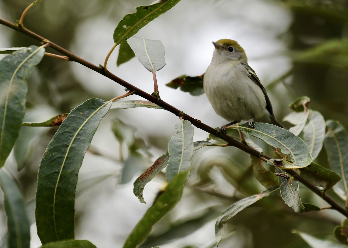 Chestnut-sided Warbler - ML610262370