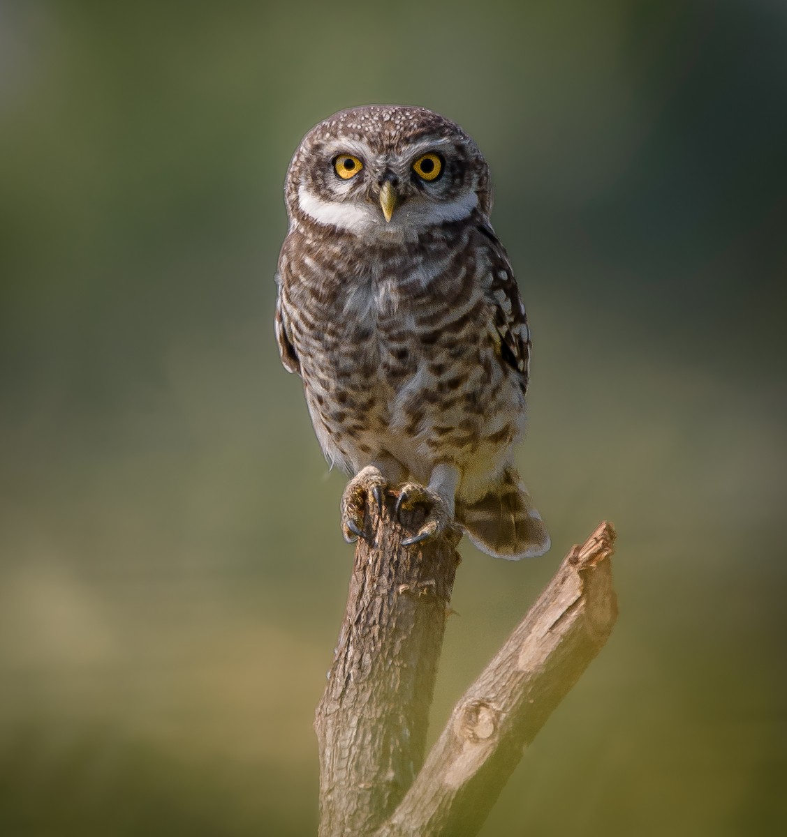 Spotted Owlet - ML610262371