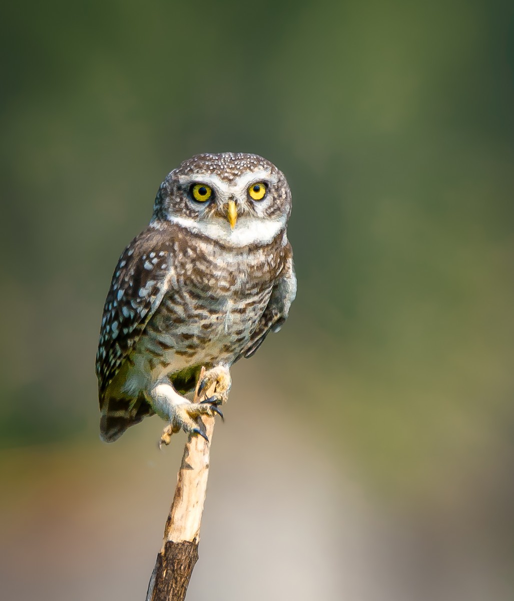 Spotted Owlet - ML610262372