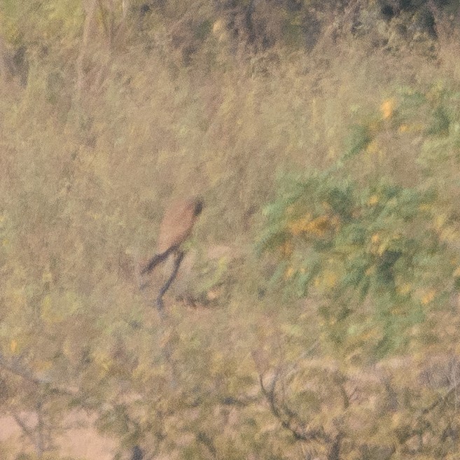 Eurasian Kestrel - ML610262377