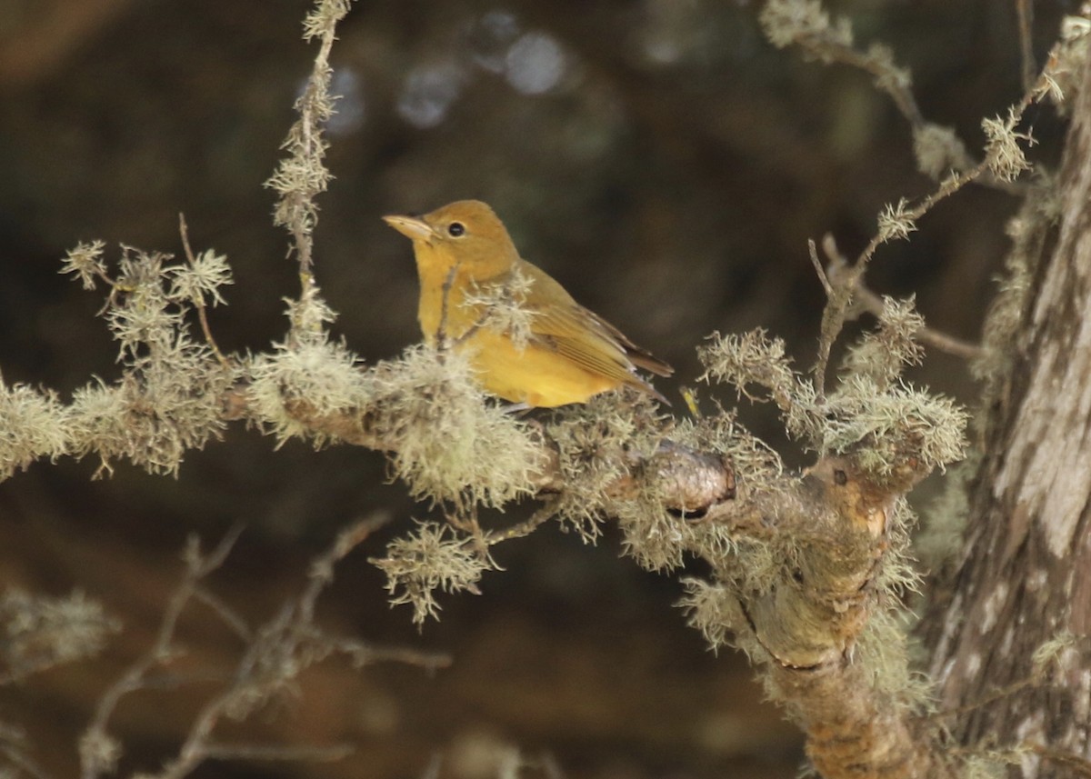 Summer Tanager - Steve Rovell