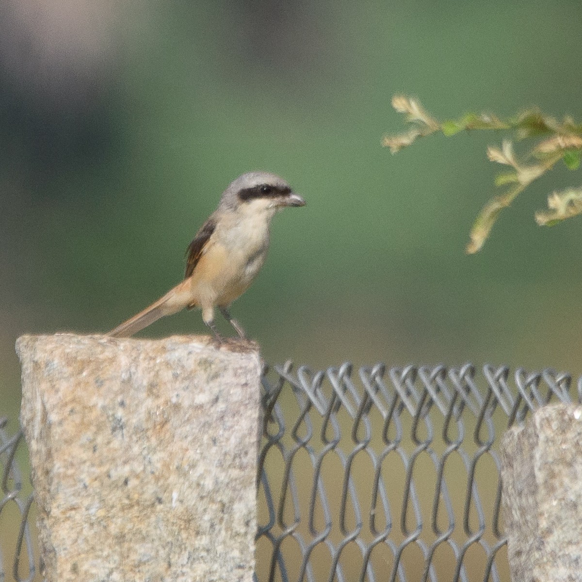 Long-tailed Shrike - ML610262386