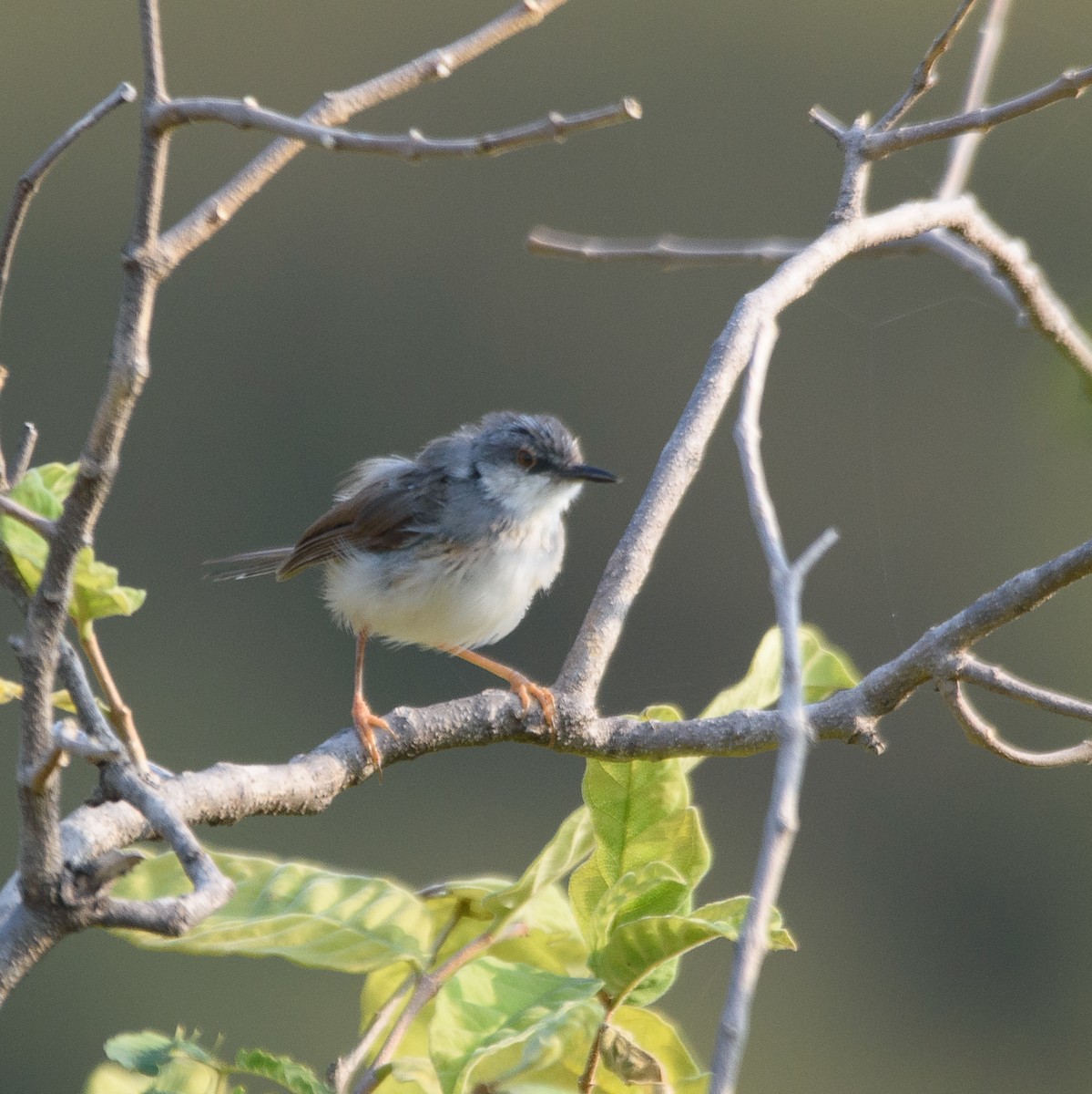 Gray-breasted Prinia - ML610262404