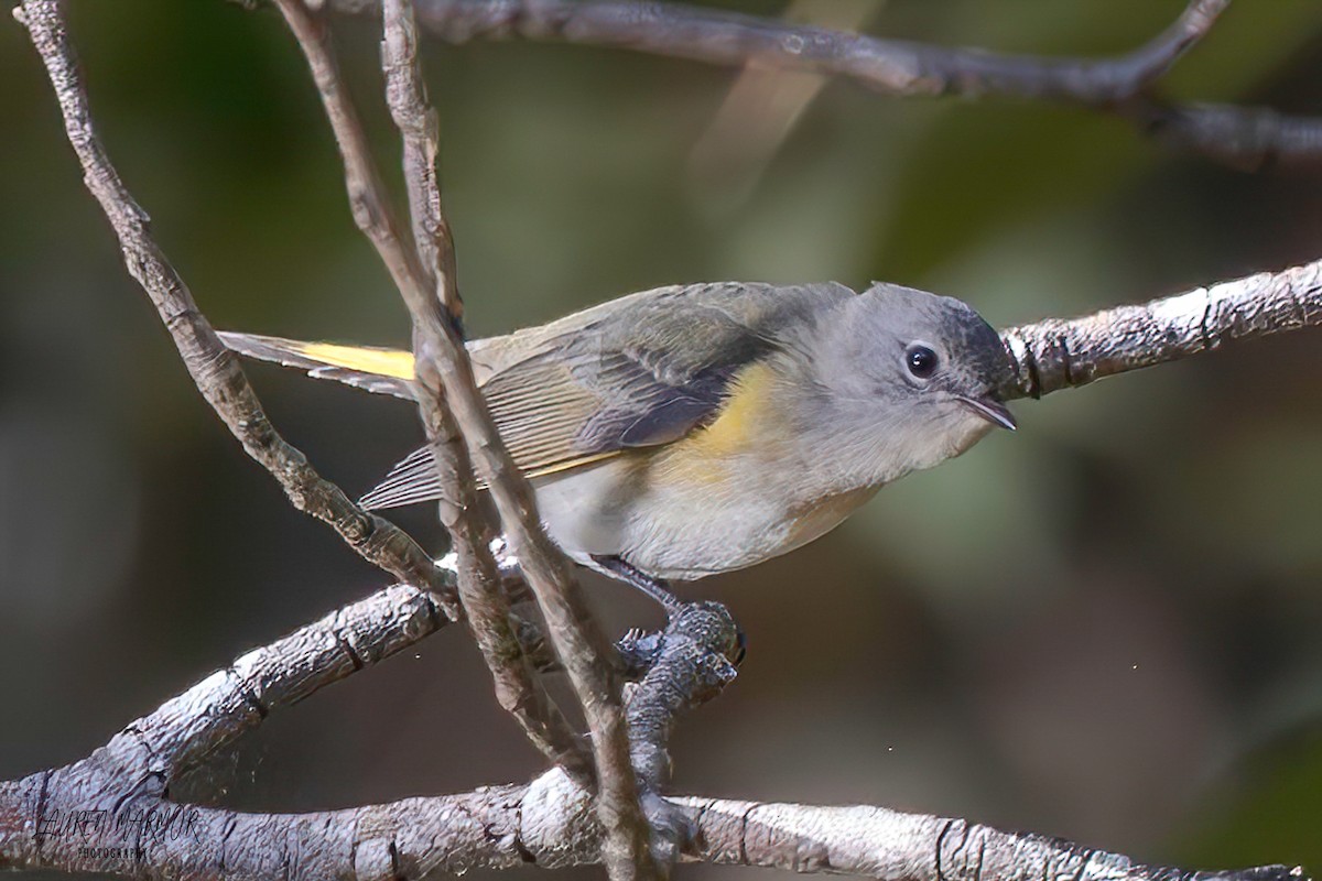 American Redstart - ML610262505