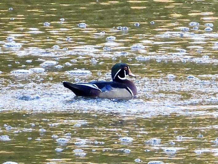 Wood Duck - ML610262535