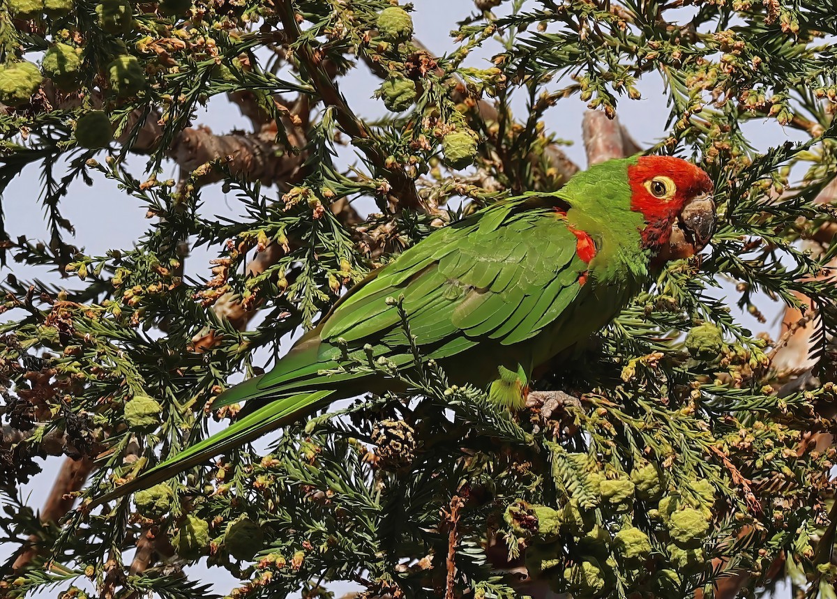 Mitred/Red-masked Parakeet - ML610262562