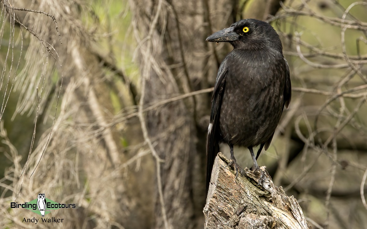 Pied Currawong - ML610262570