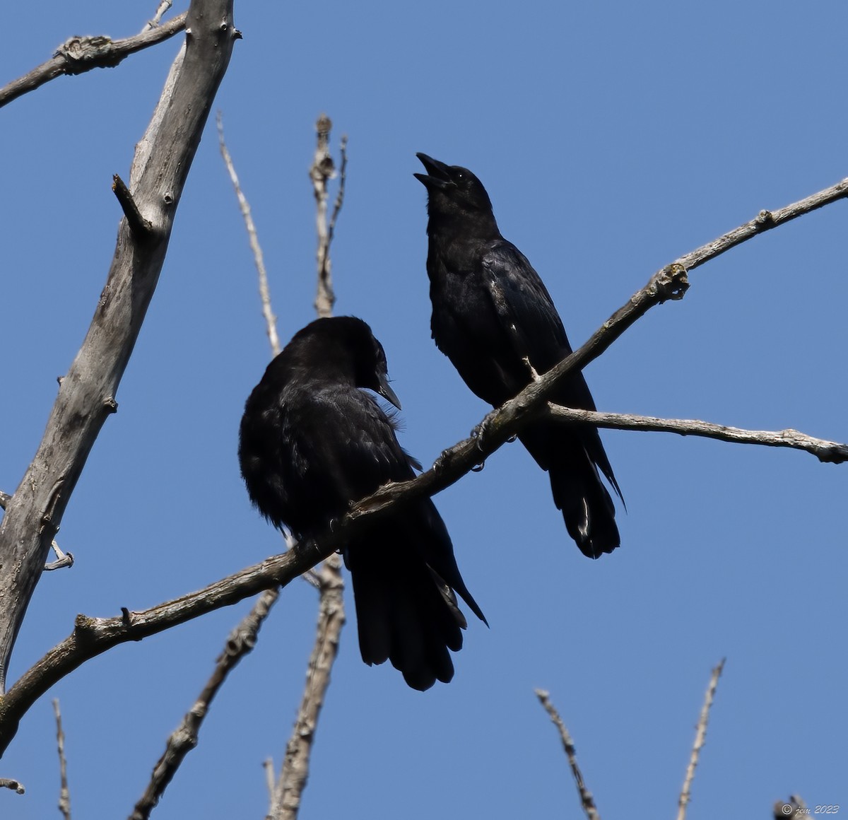 American Crow - Carl & Judi Manning