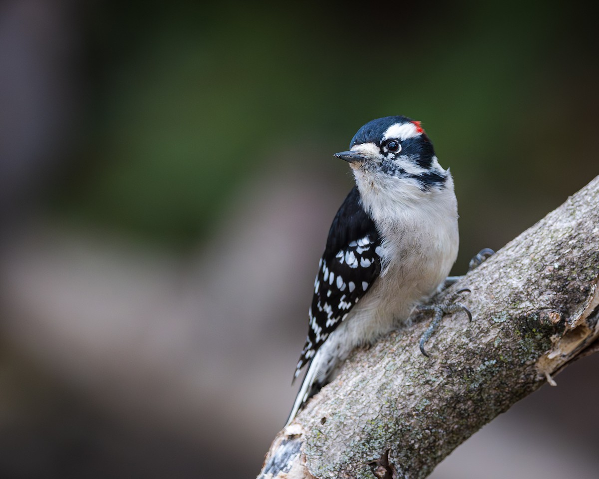 Downy Woodpecker - Ryan Shean