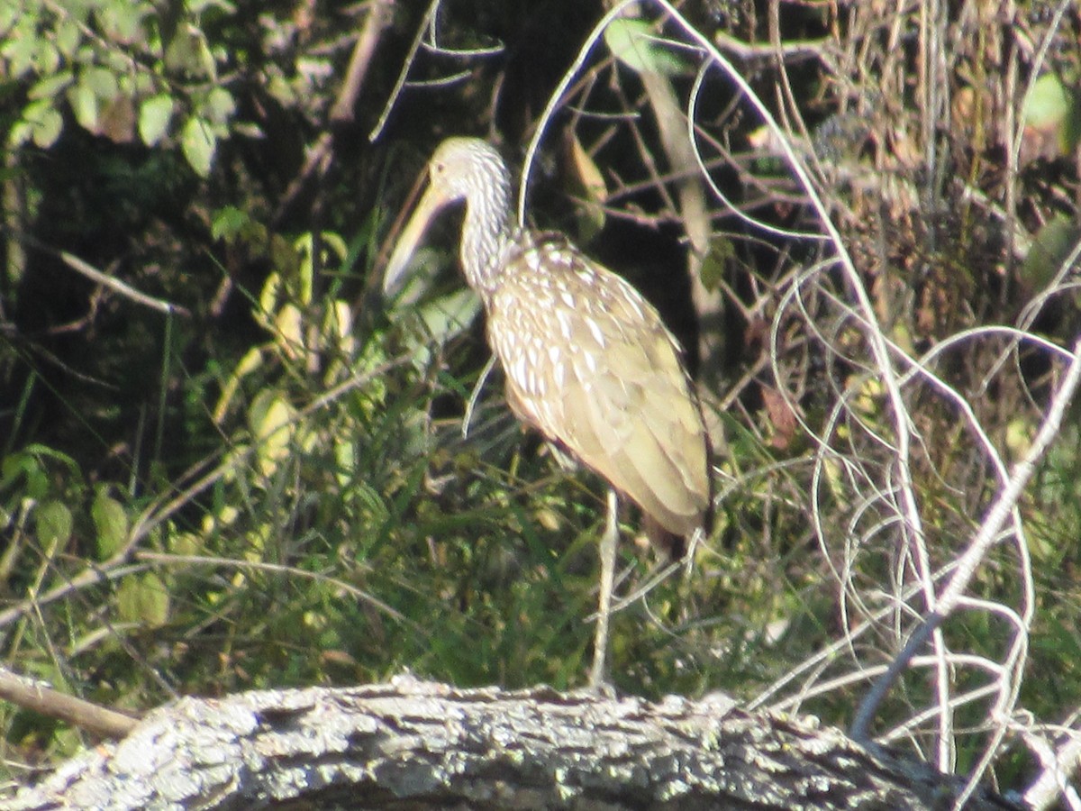 Courlan brun - ML610262800