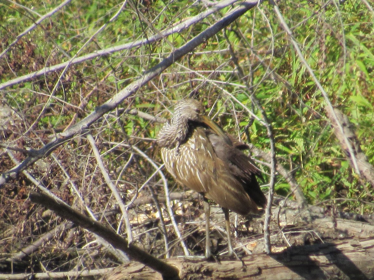 Courlan brun - ML610262803