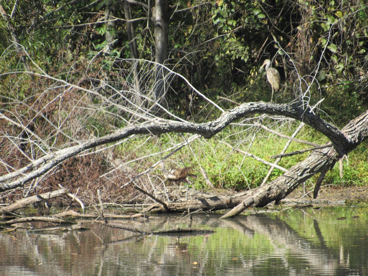 Courlan brun - ML610262804