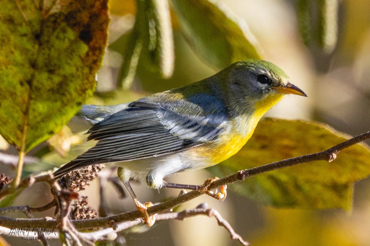 Northern Parula - ML610262839