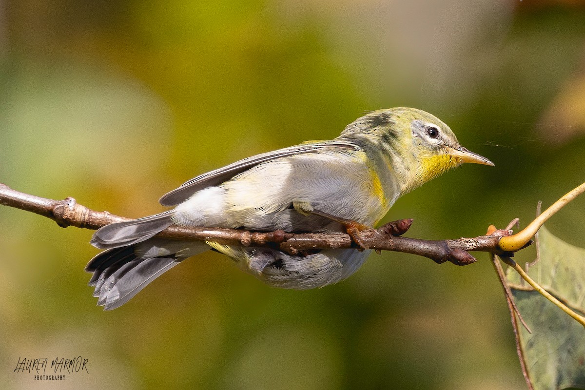 Northern Parula - ML610262867