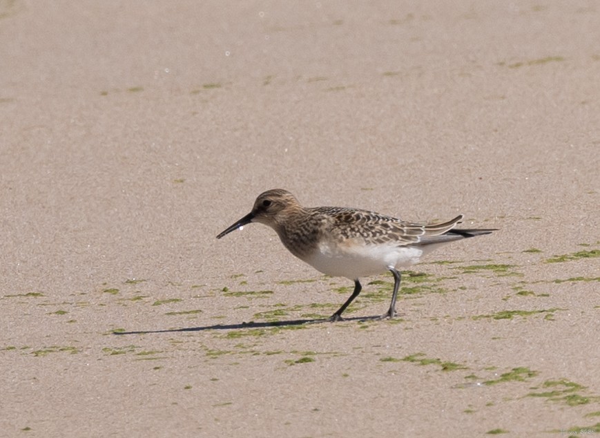 Baird's Sandpiper - ML610263056