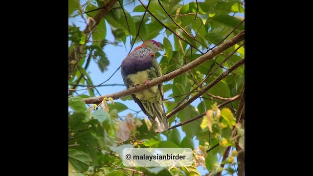 Superb Fruit-Dove - ML610263090