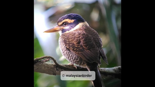 Scaly-breasted Kingfisher - ML610263111