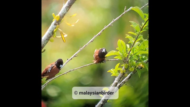 Chestnut Munia (Chestnut) - ML610263117