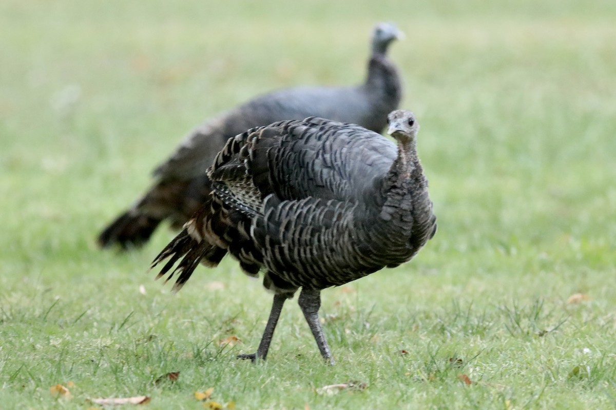 Wild Turkey - ML610263143