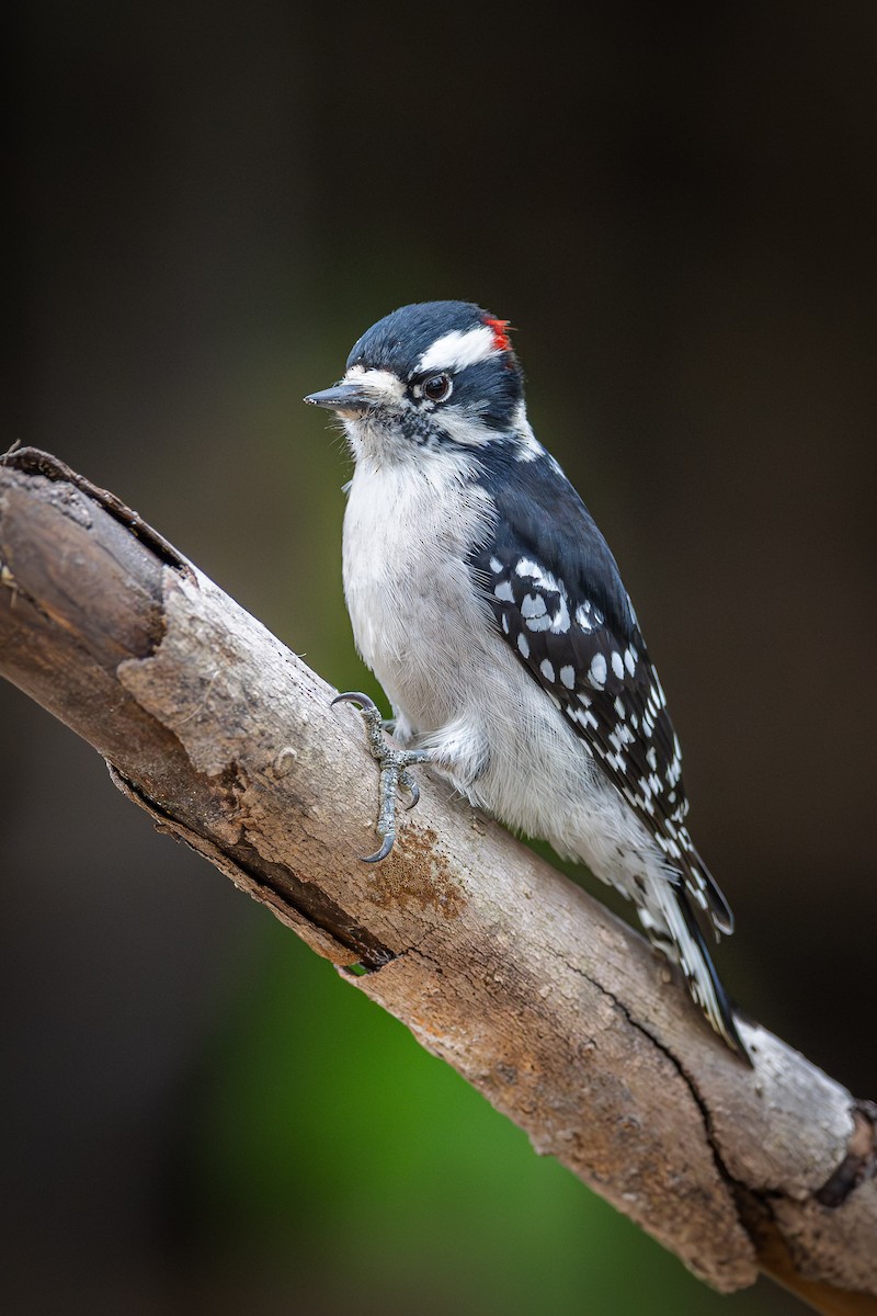 Downy Woodpecker - Ryan Shean