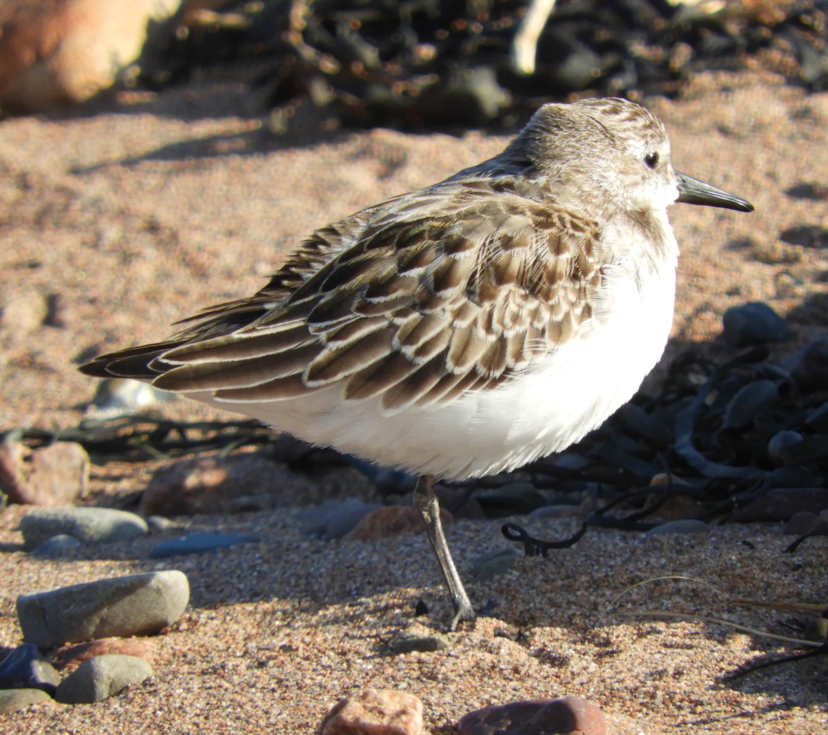 Semipalmated Sandpiper - Kathleen Spicer